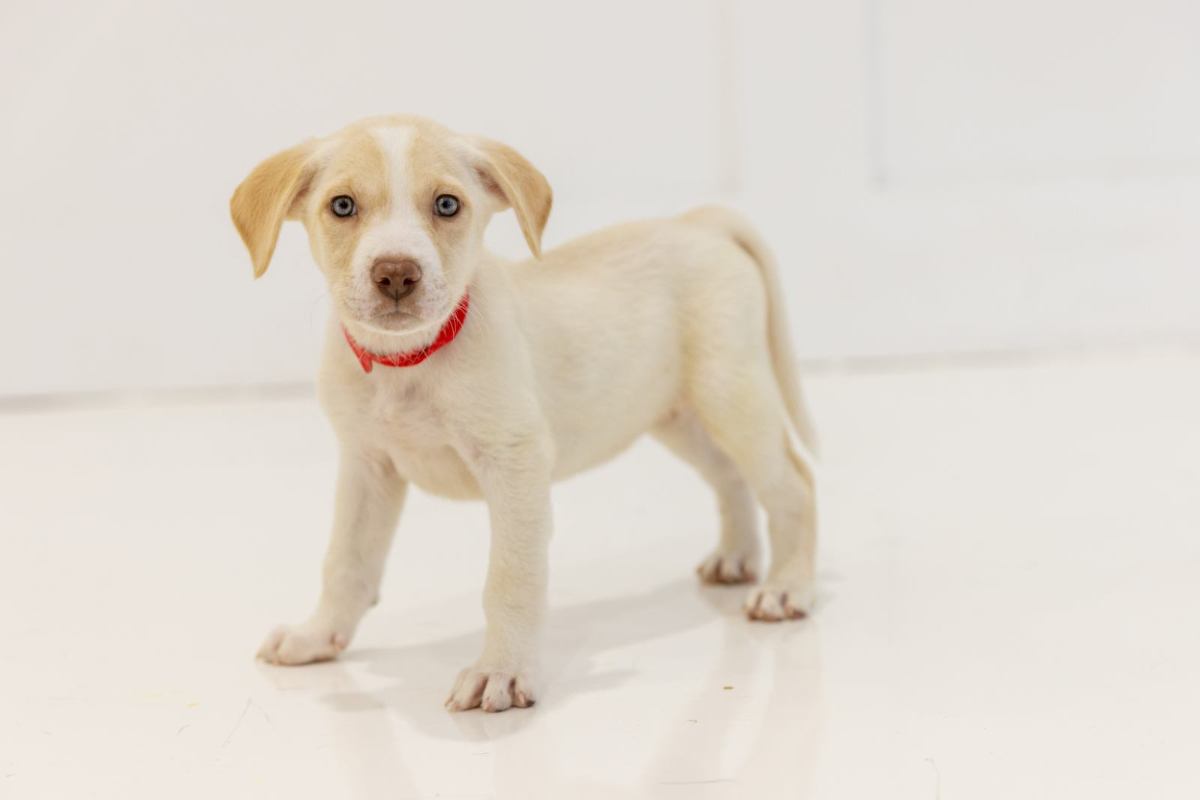 Dog ready for adoption.