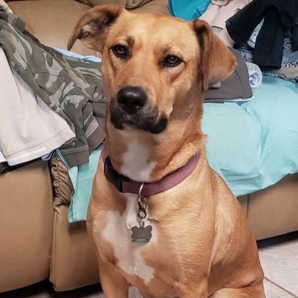 Amber, an adopted Weatherford Wags dog