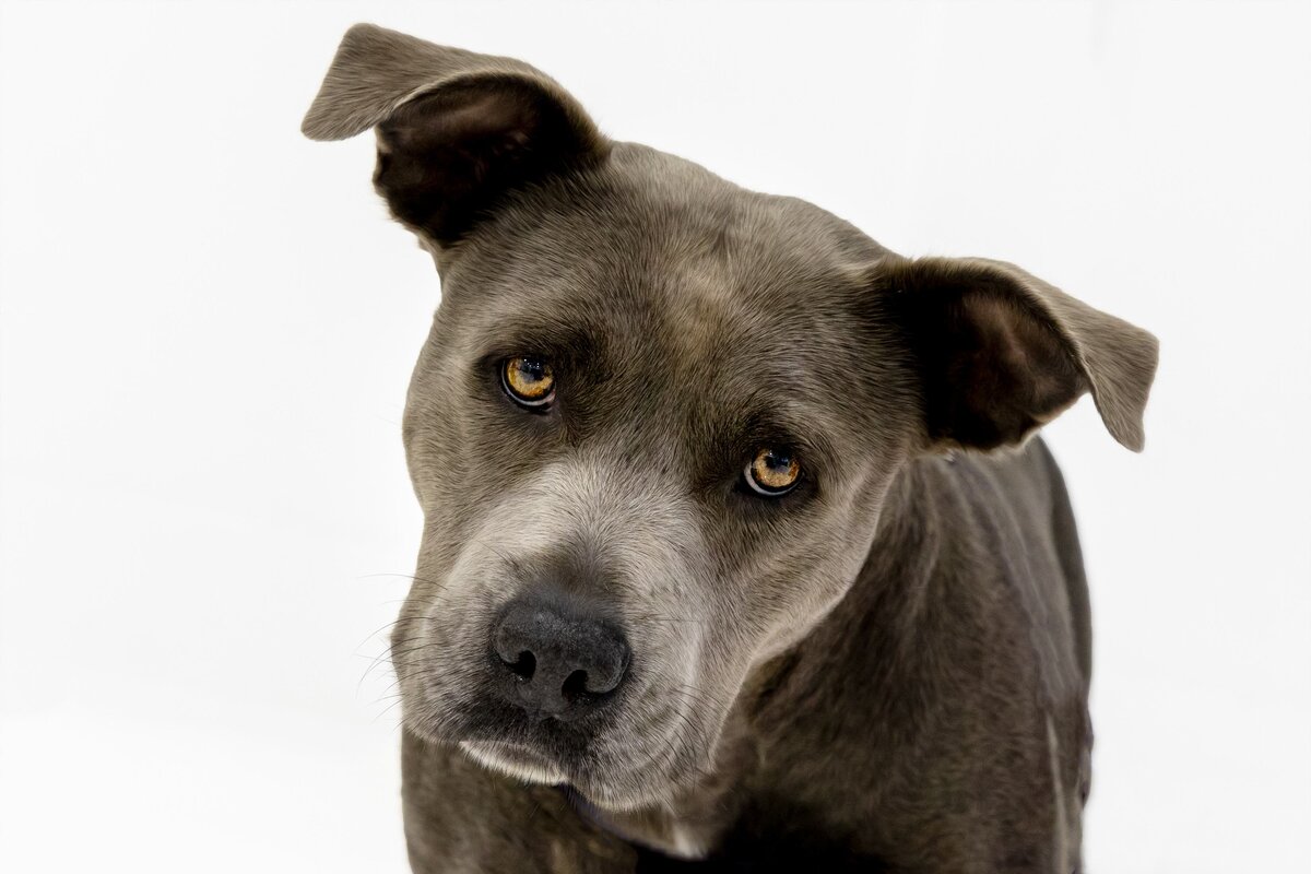Adoptable dogs waiting for forever homes.