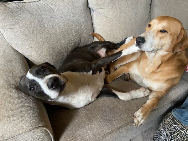 Bear, an adopted Weatherford Wags dog