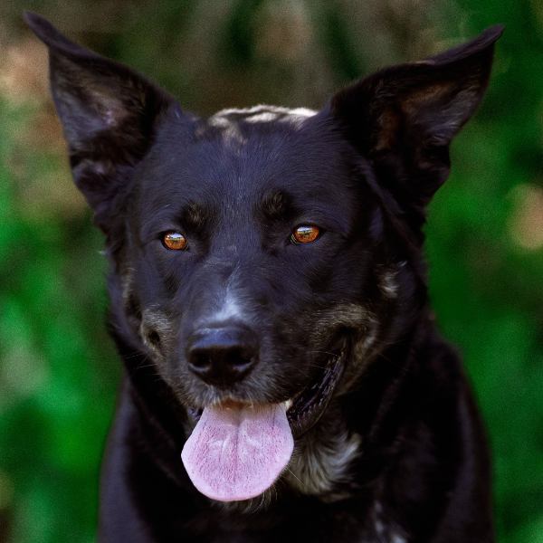 Portrait of black dog