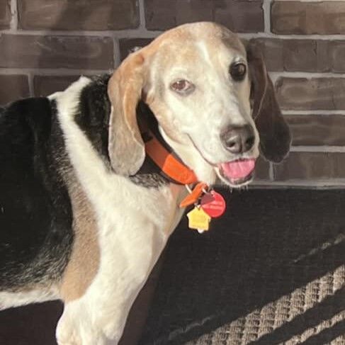 Portrait of standing dog looking at camera.