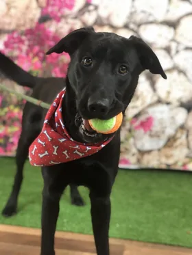 Black dog holding ball.