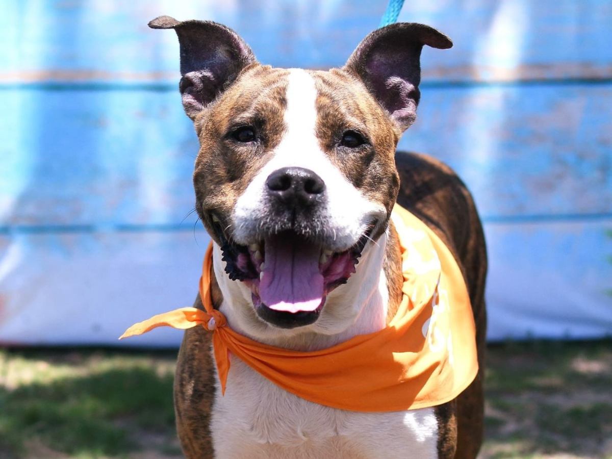 Tan-and-white dog with orange bandana.