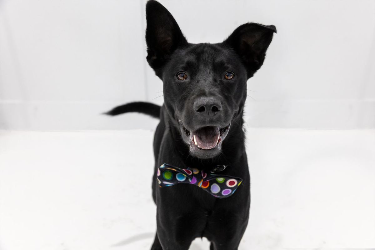 Black dog with colorful bow-tie.