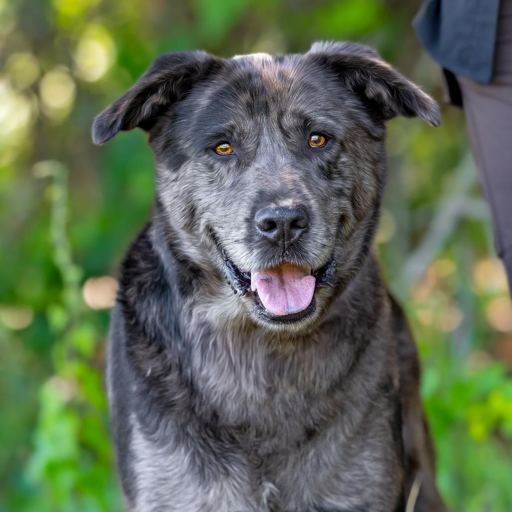 Portrait of dog