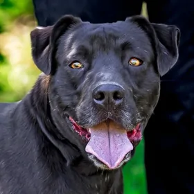 Portrait of black dog.
