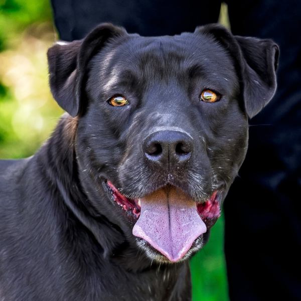 Portrait of black dog.