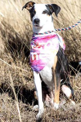 Portrait of sitting dog wearing bandana