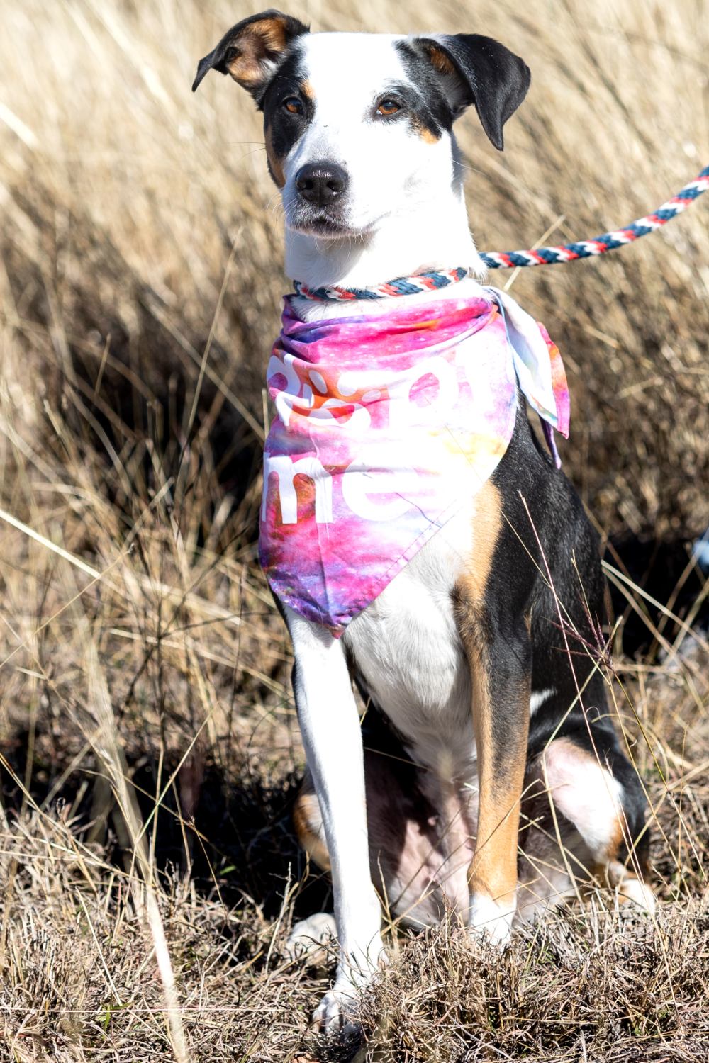 Portrait of sitting dog wearing bandana