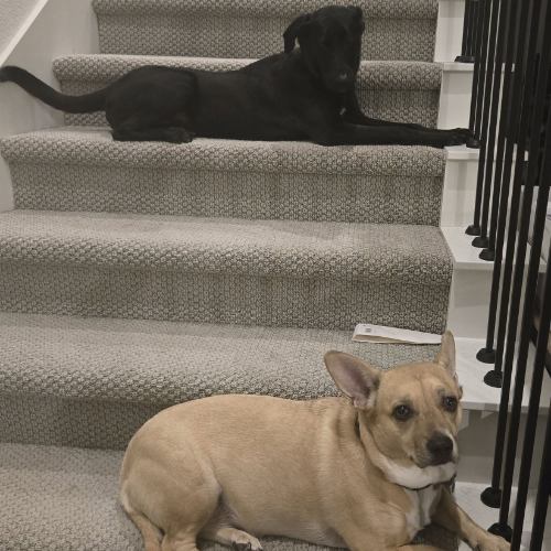 Black dog and brown dog on stairs.