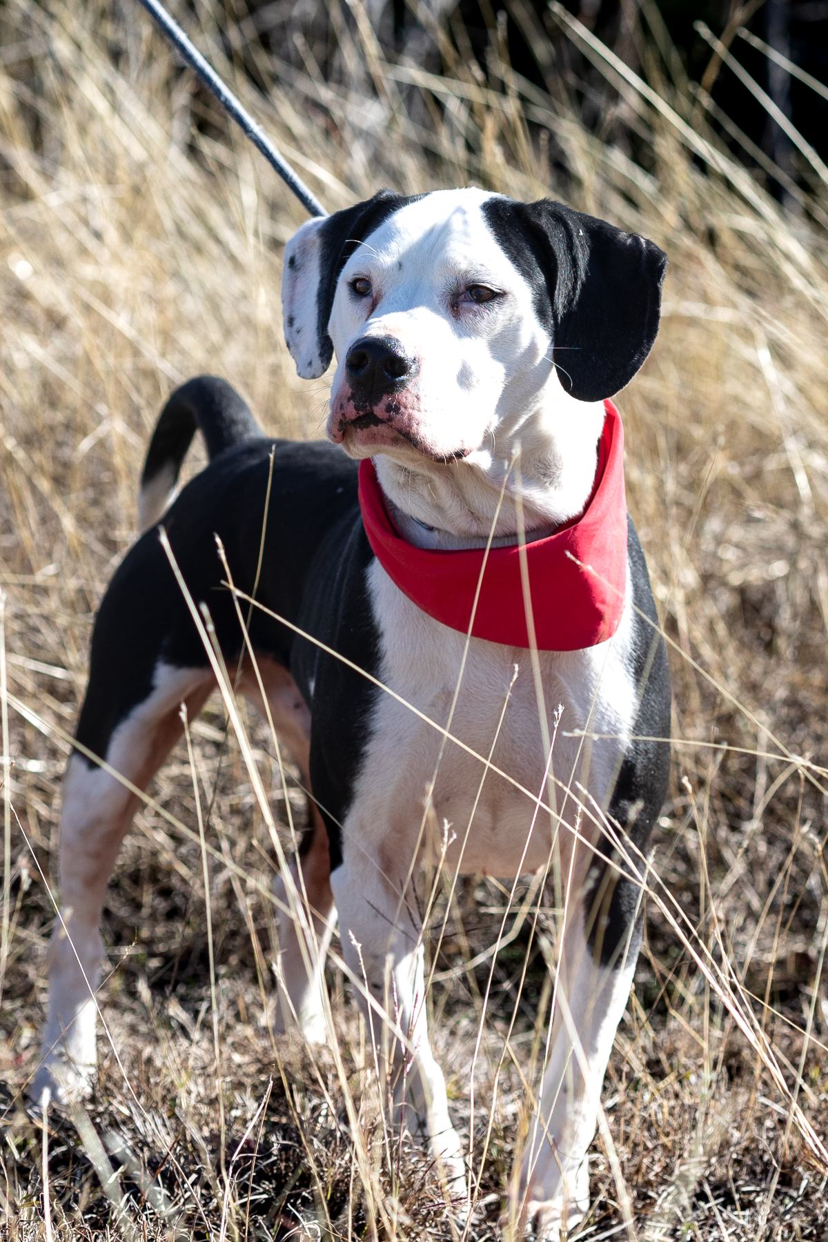 Black-and-white dog standing in field, wearing a red bandana