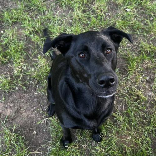 Black dog sitting in grass.