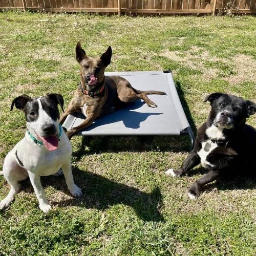 White dog with black facial markings sitting next to brown and black-and-white dogs in yard