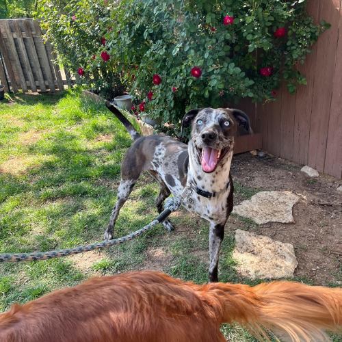 Dog standing in yard.