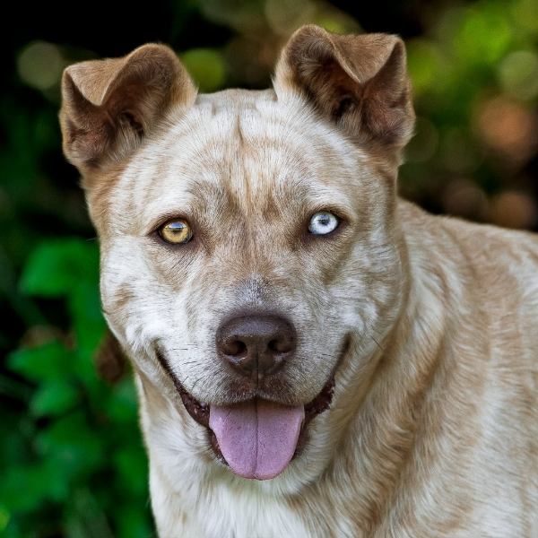 Portrait of dog
