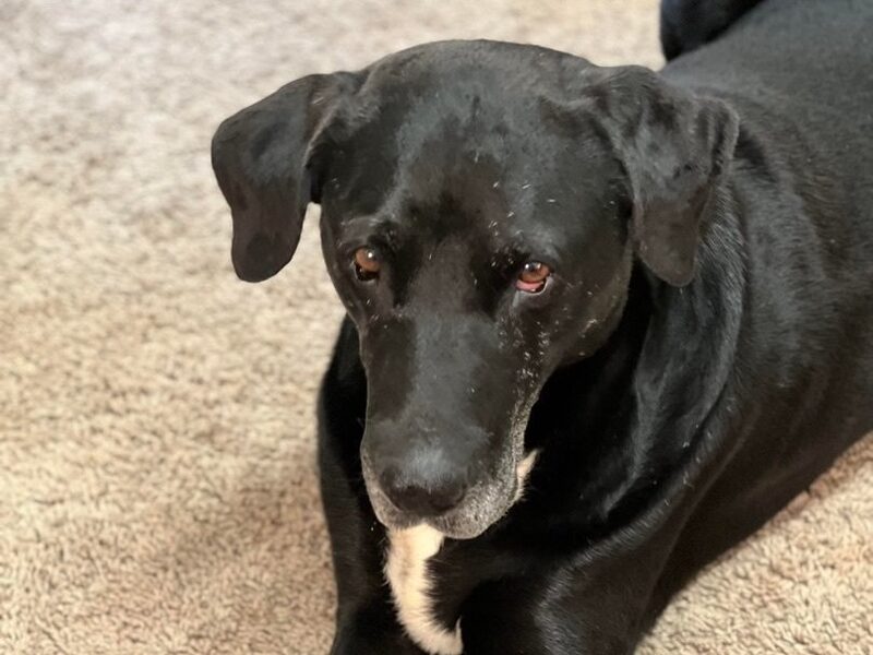Black dog with white chest.